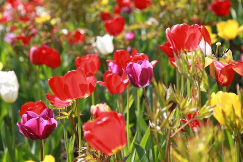 tulip  garden  nature
