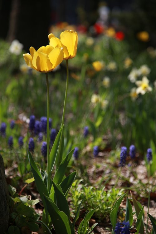 tulip  garden  nature