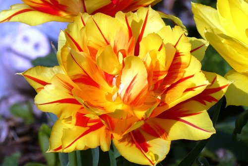 tulip  bloom  spring