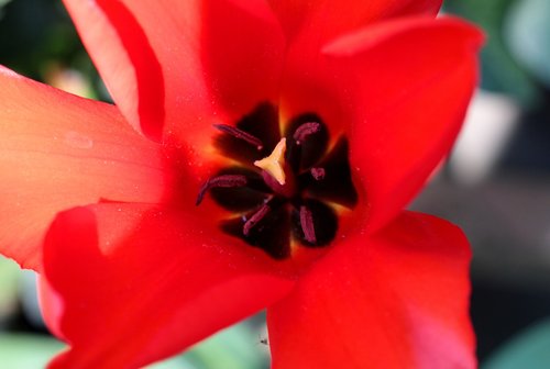 tulip  red  voorjaarsbloem