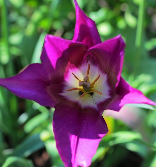 tulip  purple  violet