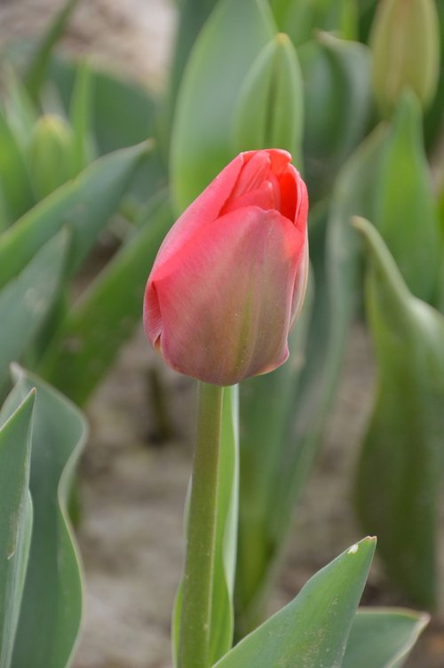 tulip  flower  spring