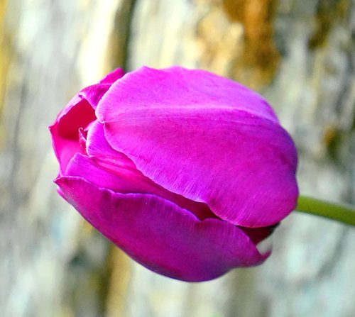 tulip  pink  blossom