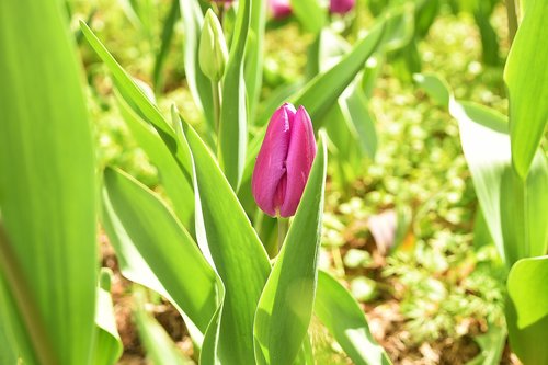 tulip  flower  purple