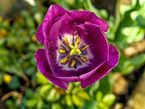 tulip  stamp  flower