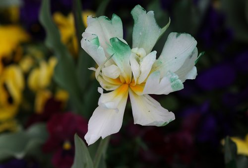 tulip  white  garden