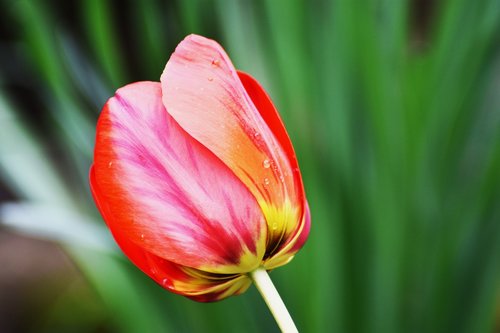tulip  color  garden
