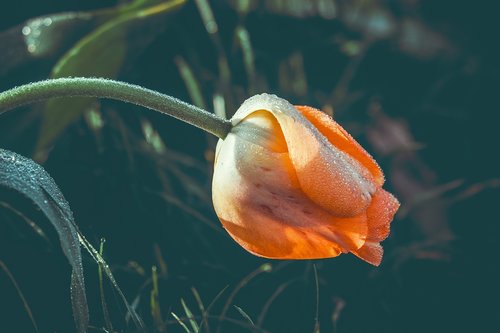 tulip  closed  flower