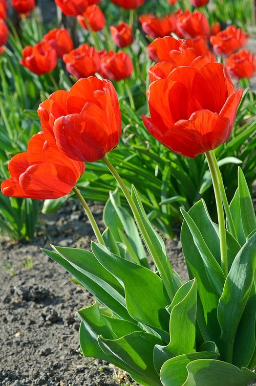 tulip  tulips  spring