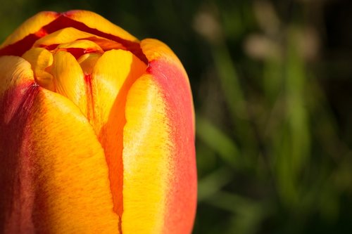 tulip  tulip cup  blossom