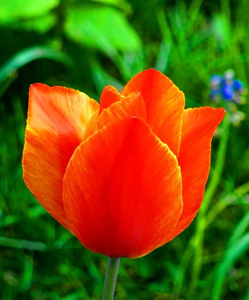 tulip  red  blossom