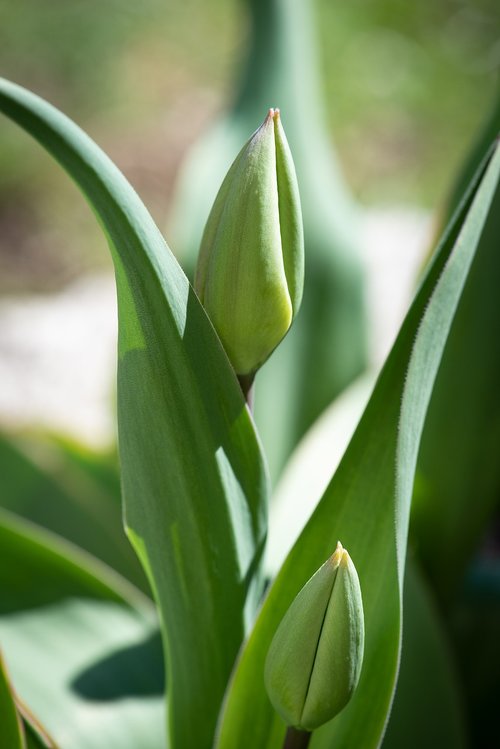 tulip  garden  blossom