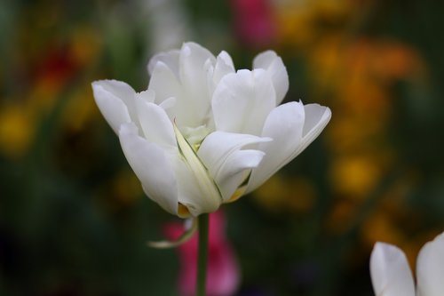 tulip  white  supplies