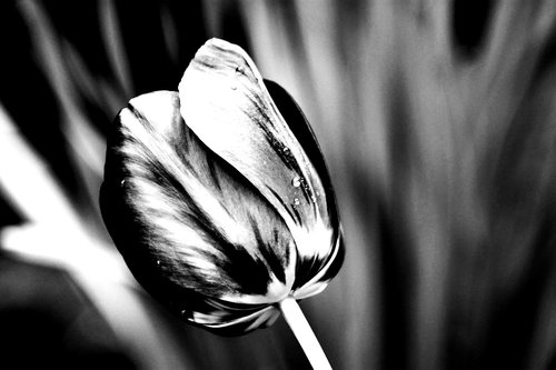 tulip  flower  plant