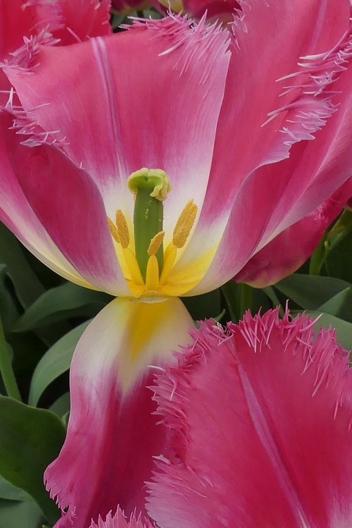 tulip  macro  close
