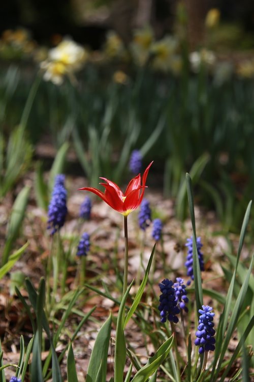 tulip  garden  nature