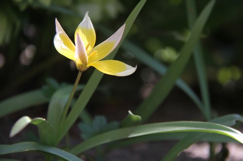 tulip  botany  garden