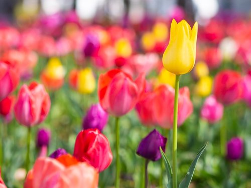 tulip  flowers  yellow