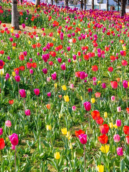 tulip  spring  tulip fields