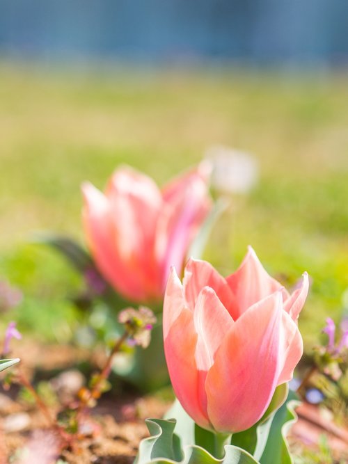 tulip  spring  pink