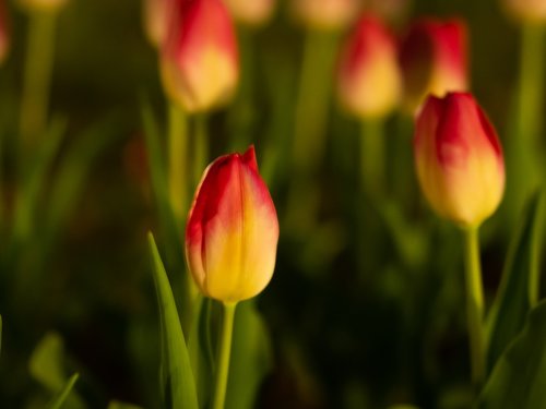 tulip  flowers  night