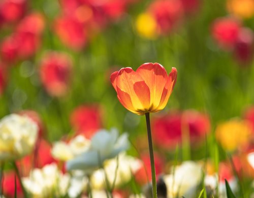 tulip  flower  plant