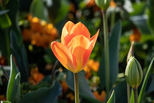 tulip  flower  plant