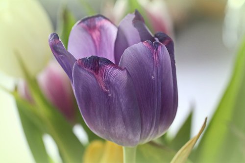 tulip  spring  garden