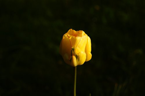 tulip  yellow  hell