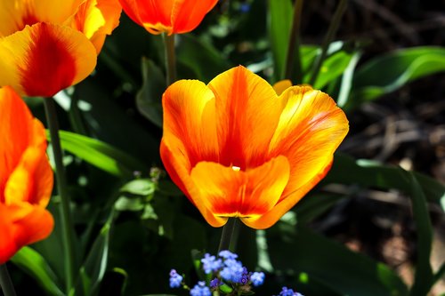 tulip  bright red  flowers