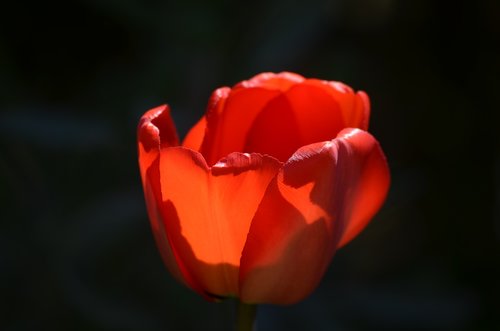 tulip  flower  blossom