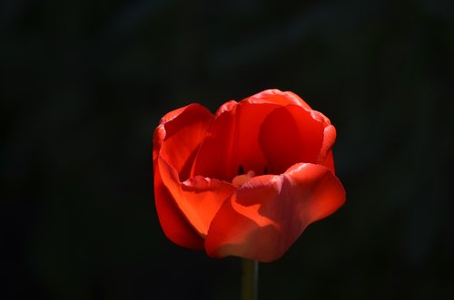 tulip  flower  blossom