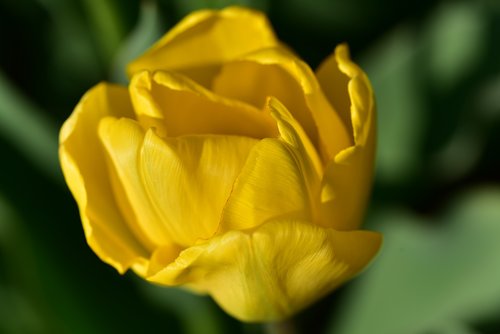 tulip  yellow  spring