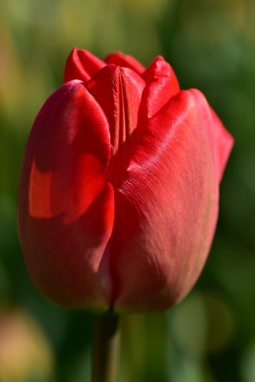 tulip  red  spring