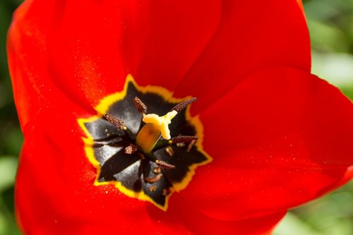 tulip  blossom  bloom