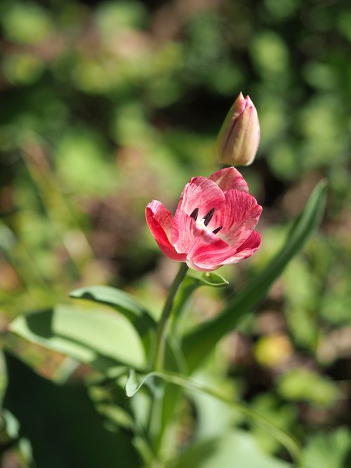 tulip  red white  flower