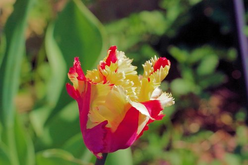 tulip  flower  spring