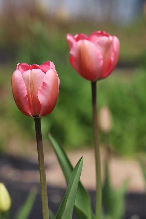 tulip  spring  flowers