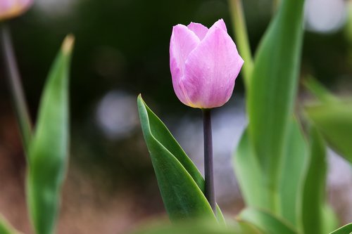 tulip  spring  flowers