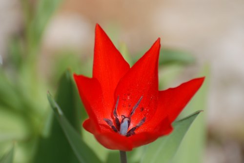 tulip  red  spring