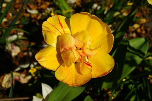 tulip  yellow  spring