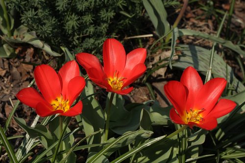 tulip  spring  nature