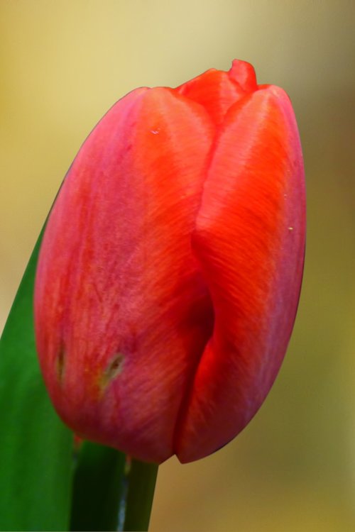 tulip  blossom  bloom