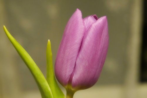 tulip  blossom  bloom