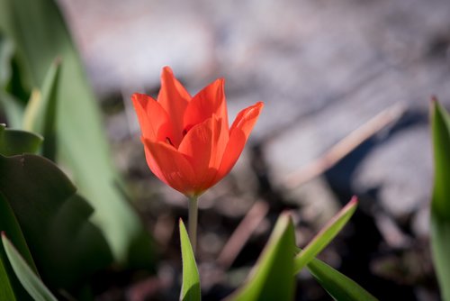 tulip  red  small
