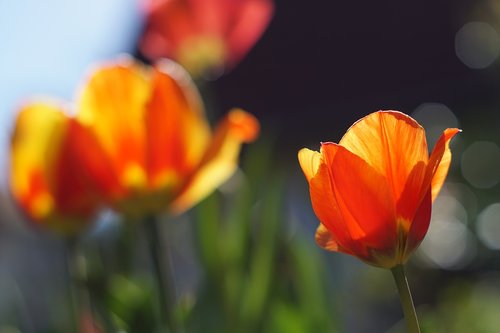 tulip  sun  spring