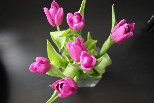 tulip flower nature