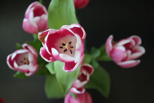 tulip flower nature