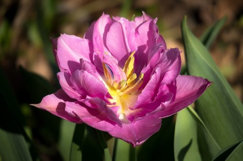 tulip  blossom  bloom