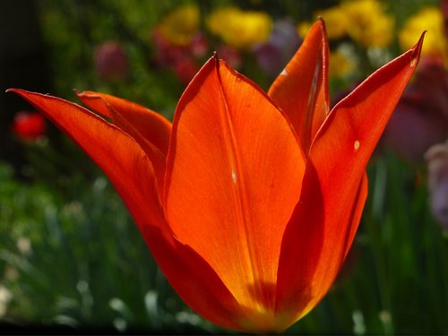 tulip  tulipa  lilies